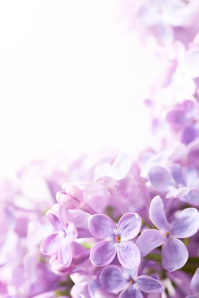 Arte Primavera lilás fundo abstrato — Fotografia de Stock