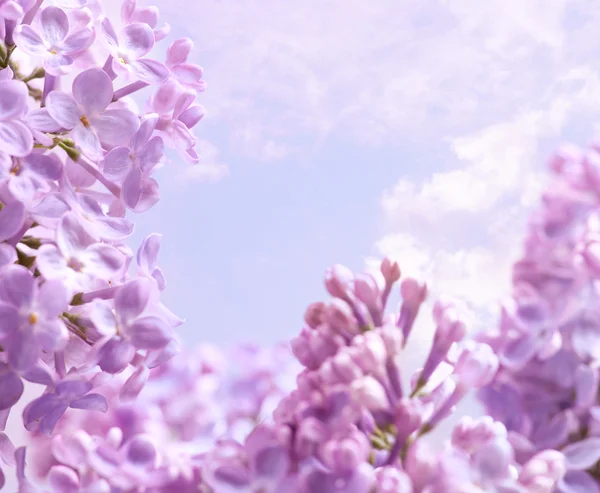 Arte Primavera lilás flor fundo — Fotografia de Stock