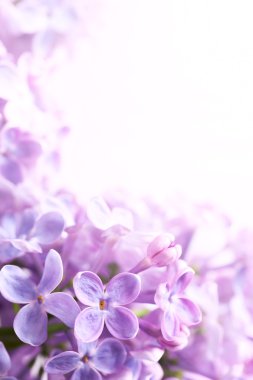 Art Spring lilac abstract background clipart