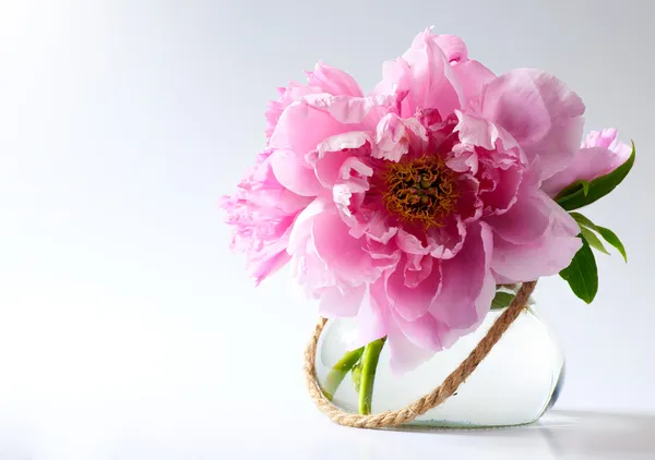 Flores de primavera em vaso no fundo branco — Fotografia de Stock