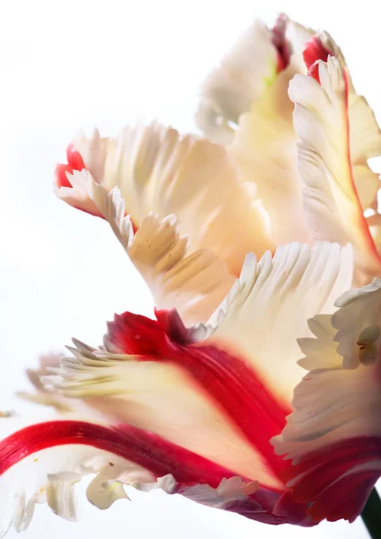 Beautiful spring tulip flowers — Stock Photo, Image