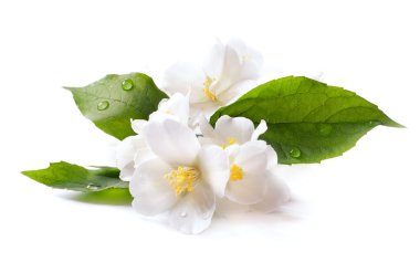 Jasmine white flower isolated on white background clipart
