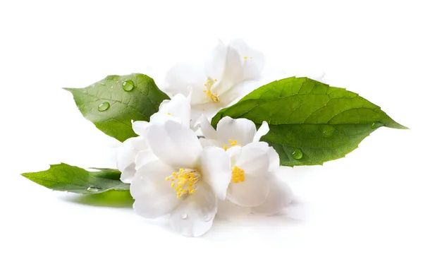Jasmim flor branca isolada no fundo branco — Fotografia de Stock