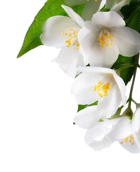 Flor blanca jazmín aislada sobre fondo blanco — Foto de Stock