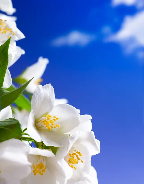 Arte jasmim flores fundo — Fotografia de Stock