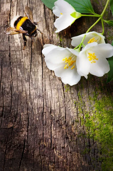Arı ve çiçek Yasemin — Stok fotoğraf