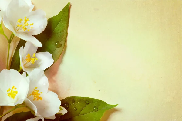 Jasmijn Lentebloemen op oude papier achtergrond — Stockfoto