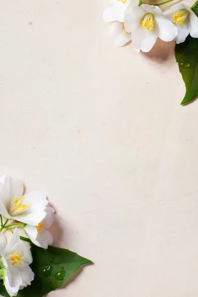 Arte jasmim moldura de flores de primavera no fundo de papel velho — Fotografia de Stock