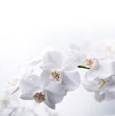 weiße Orchideenblüten mit Tautropfen