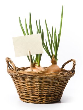 Art spring onions growing in the basket clipart