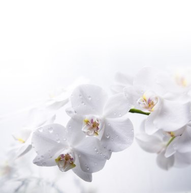 White orchid flowers with dew drops clipart