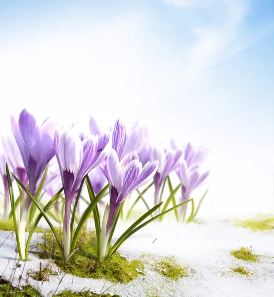 Kunst Frühling Krokusblüten im Schnee Tauwetter — Stockfoto
