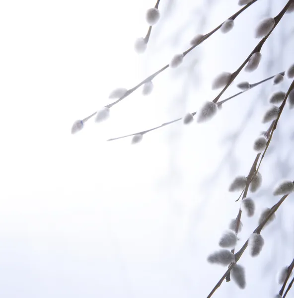 Цветущие ветви ивы — стоковое фото