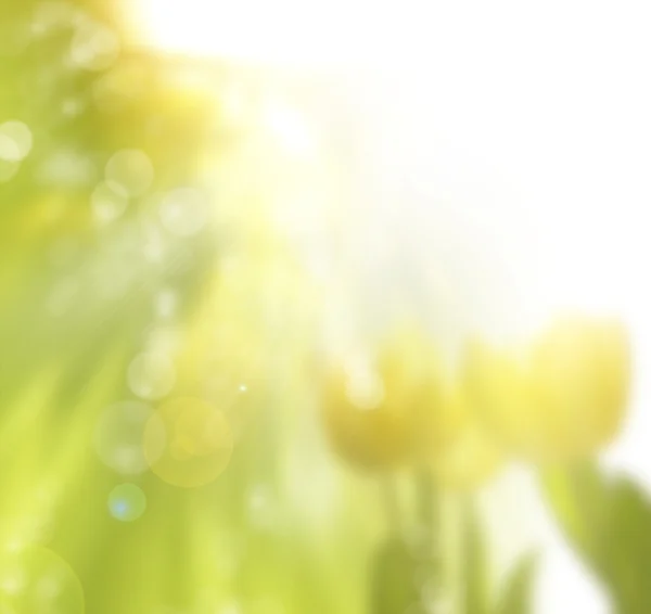 Spring background — Stock Photo, Image