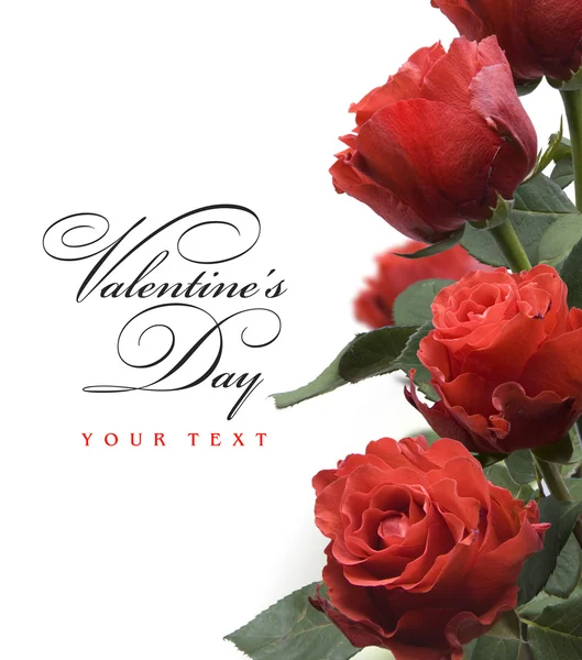 Arte Dia dos Namorados cartão com rosas vermelhas isoladas no fundo branco — Fotografia de Stock