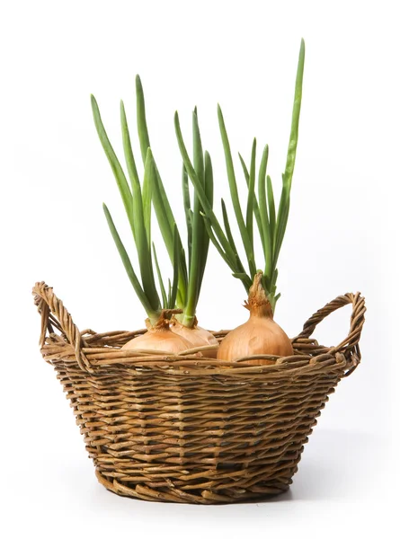 Arte cebolletas creciendo en la cesta — Foto de Stock