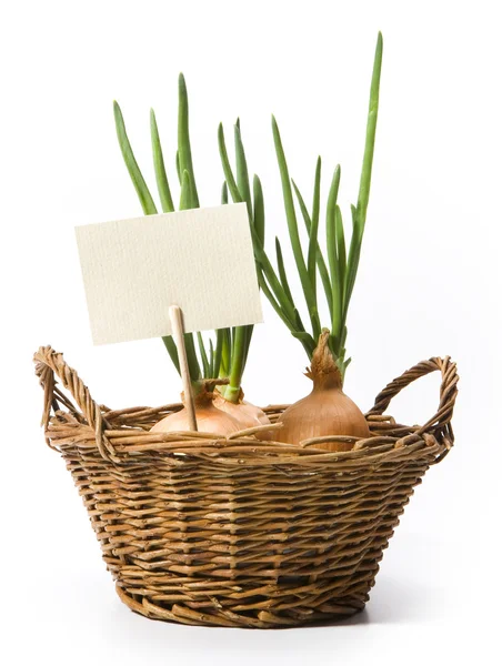 Мистецька весняна цибуля, що росте в кошику — стокове фото