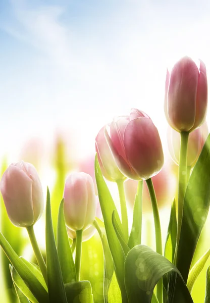 Мистецтво диких квітів, покритих росою на сонячному світлі — стокове фото