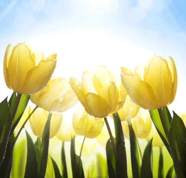 Kunst wilde bloemen bedekt met dauw in het zonlicht — Stockfoto