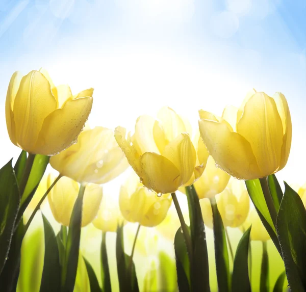 Arte flores silvestres cubiertas de rocío a la luz del sol — Foto de Stock