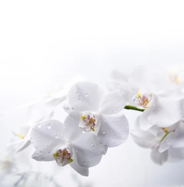 Beyaz orkide çiçekleri ile çiy damlaları — Stok fotoğraf