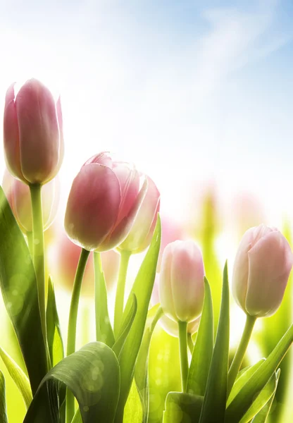 Kunst Wildblumen mit Tau im Sonnenlicht bedeckt lizenzfreie Stockfotos