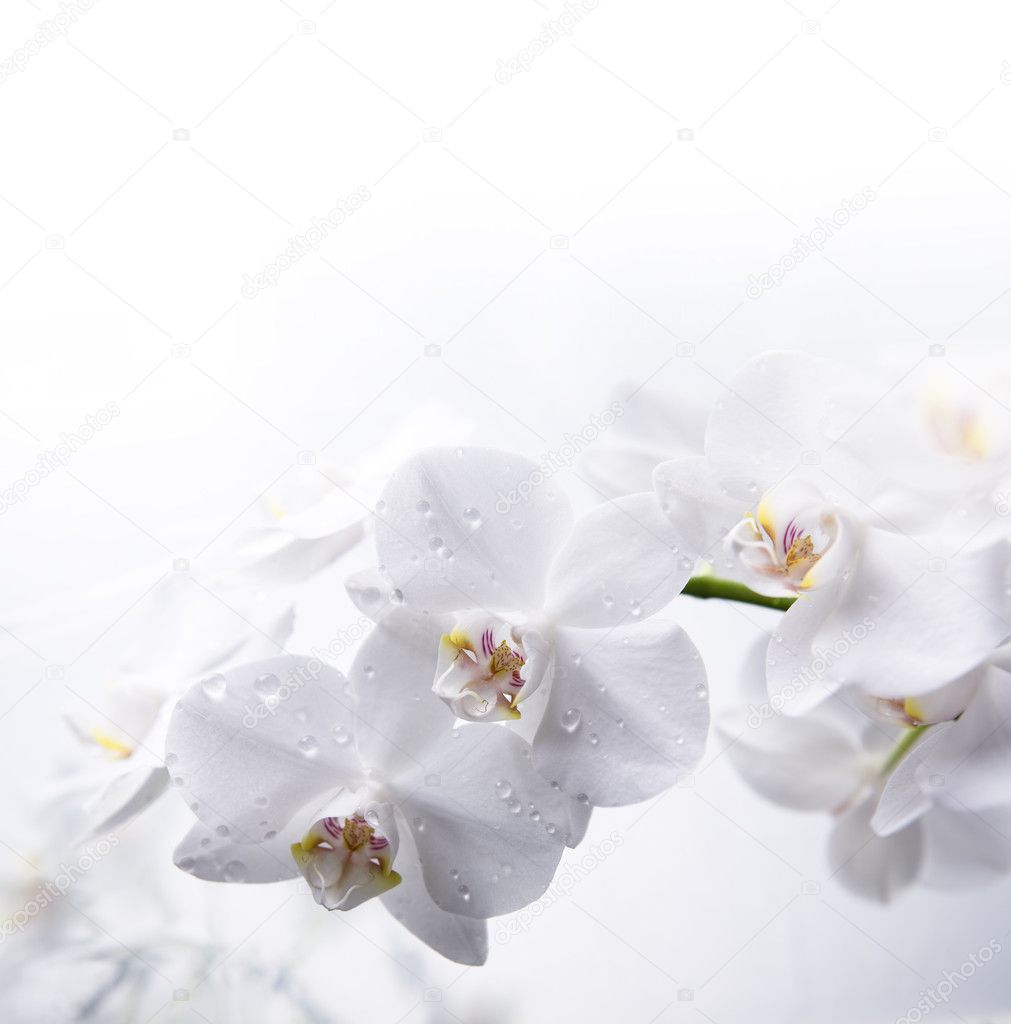 White orchid flowers with dew drops