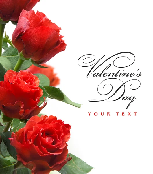 Cartão de saudação de arte com rosas vermelhas isoladas em fundo branco — Fotografia de Stock