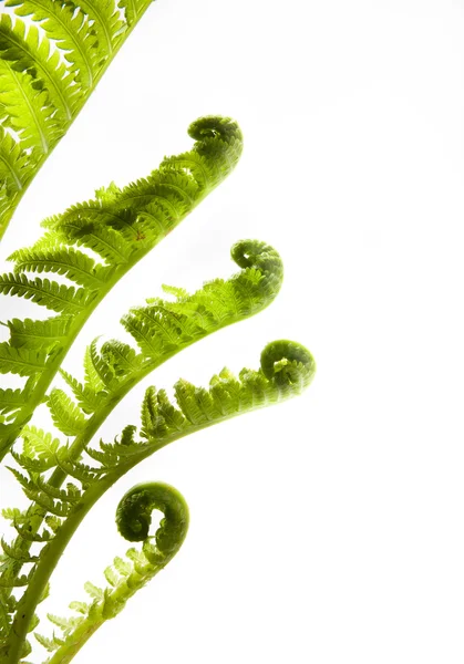 stock image Art development. growing leaves of spring fern on a white backg