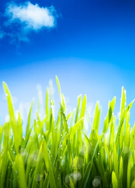 Abstracte ochtenddauw op het gras in de lente, een natuurlijke spr — Stockfoto