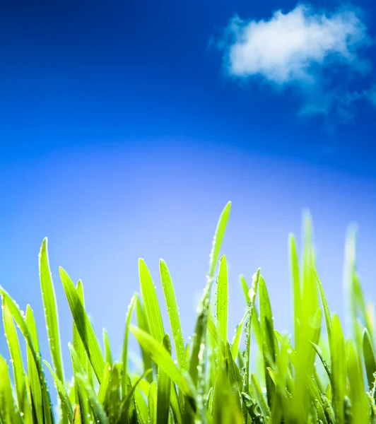 Orvalho matinal abstrato na grama na primavera, um spr natural — Fotografia de Stock