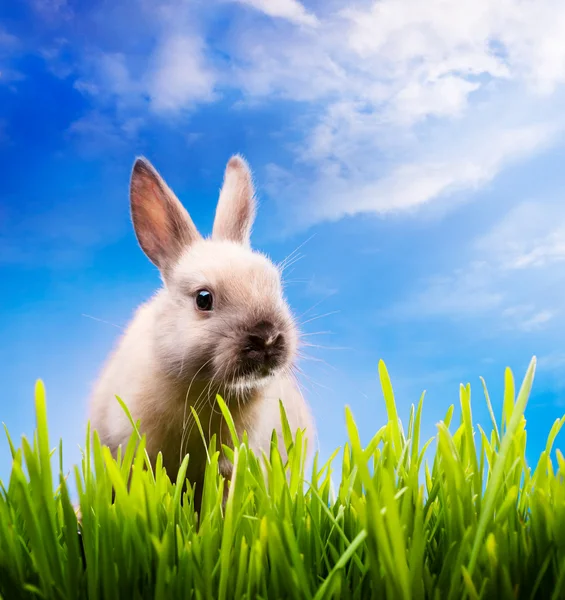 Sanat yeşil çimenlerin üzerinde küçük Paskalya tavşanı — Stok fotoğraf