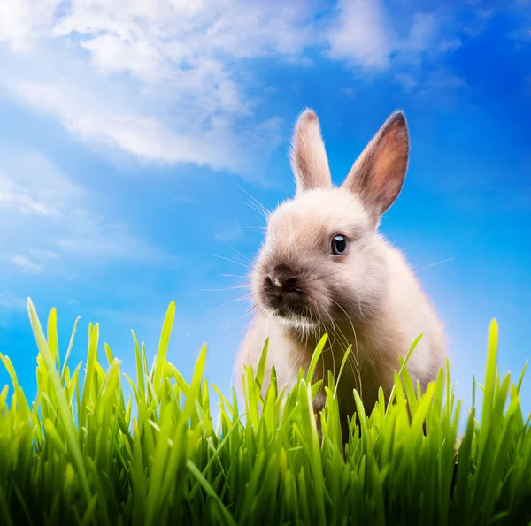 Pequeno coelho de Páscoa na grama verde — Fotografia de Stock