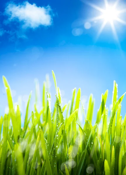 Анотація ранкової роси на траві навесні, природний спринт — стокове фото