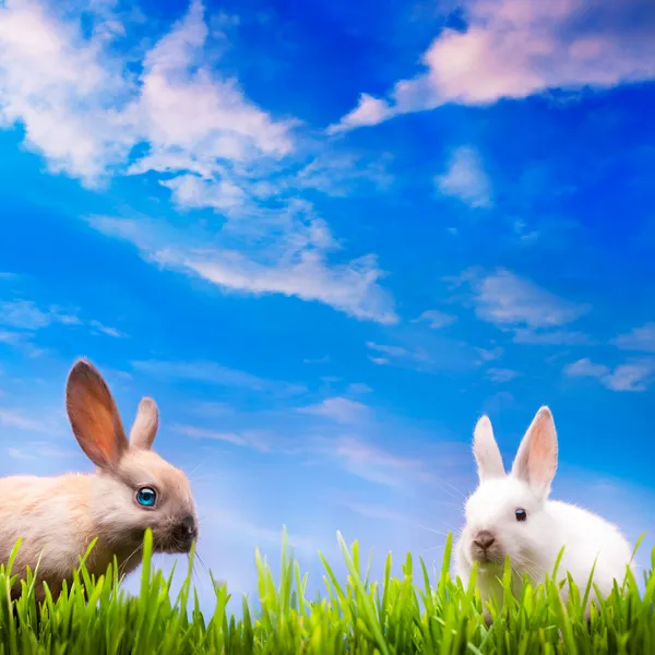 艺术情侣在绿色草地上的小复活节兔子。 — 图库照片