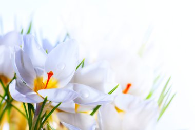 Art Beautiful Spring White crocus Flowers on white background clipart