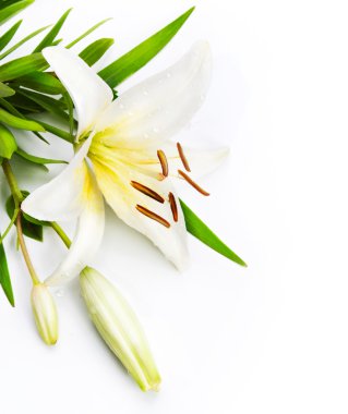 Madonna lily isolated on a white background clipart