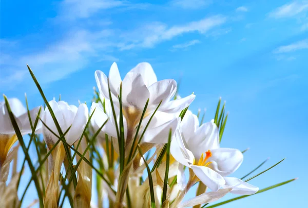 Hermosas flores de primavera sobre fondo de cielo azul — Foto de Stock