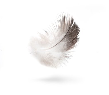 Art dove white feathers isolated on white background clipart