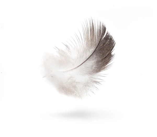 芸術白い羽の白い背景で隔離の鳩 — ストック写真