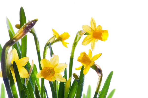 Мистецтво диких весняних квітів, покритих росою на сонячному світлі — стокове фото