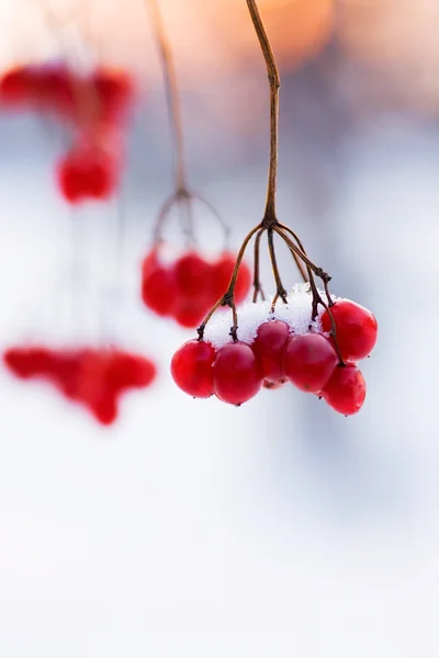 Art branch red ripe berries in snow against the evening sky — Stock Photo, Image