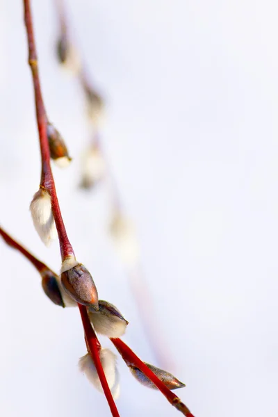 Art spring flower background — Stockfoto