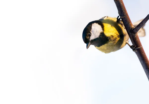 Pássaro grande tit em um ramo olhando para baixo no fundo branco — Fotografia de Stock