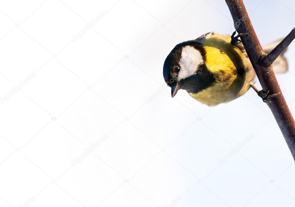 Bird great tit on a branch looking down on white background