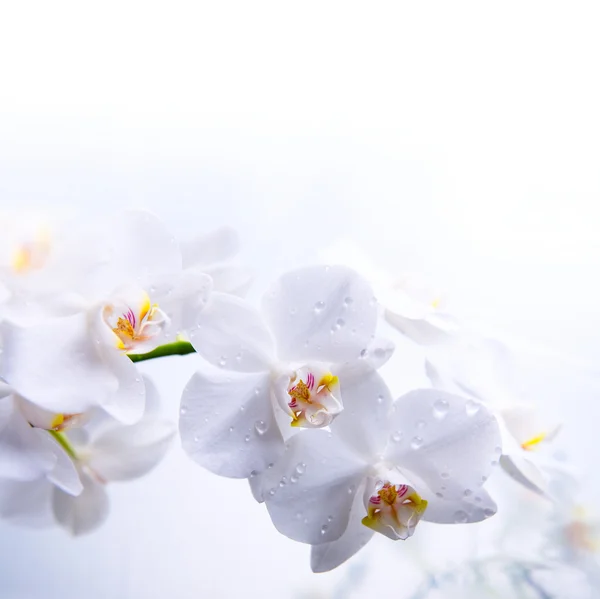 Weiße Frühlingsorchideenblume auf dem Wasser — Stockfoto