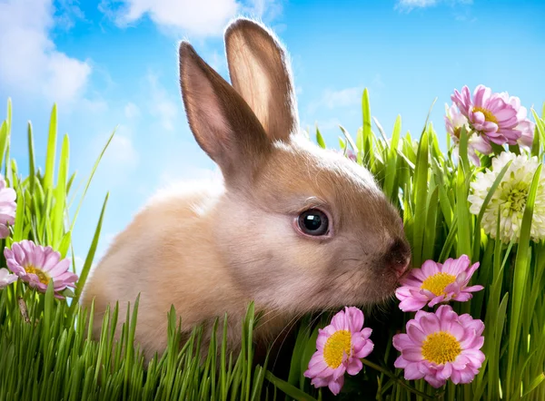 Pasen baby konijn op groen gras met Lentebloemen — Stockfoto