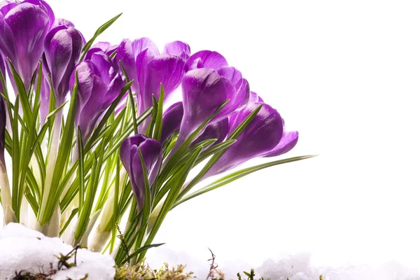 Art Beautiful Spring Flowers — Stock Photo, Image