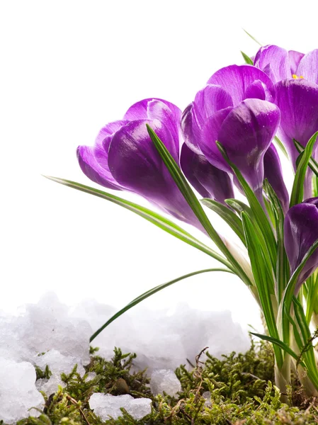 Прекрасный весенний цветок в снегу — стоковое фото