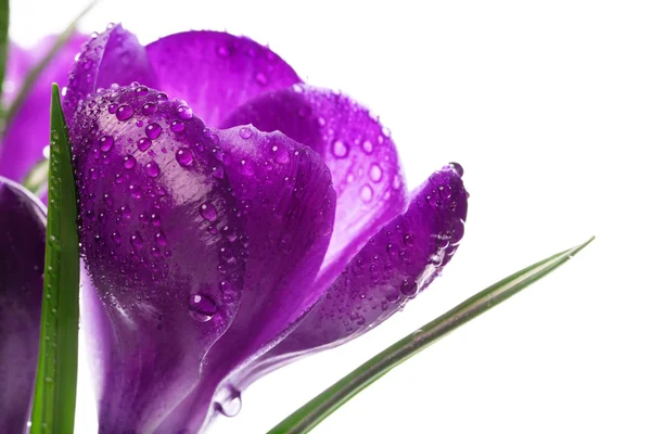 Красивый крокус подснежник Весенние цветы — стоковое фото